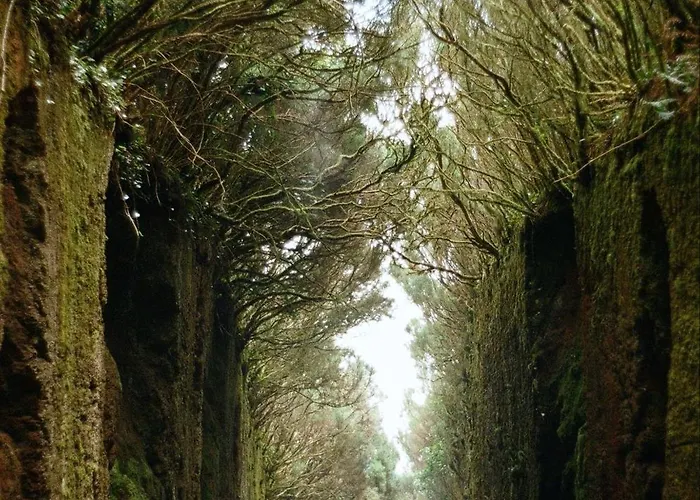 Apartamento Palm Oasis Tenerife